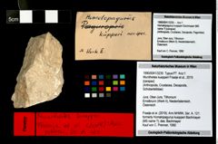 Foto (Objekt + Etikett) von Munitheites kuepperi (Fraaije et al., 2019)  (NHMW-GEO-1990-0041-3235)